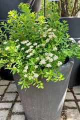 #3 container of Spiraea 'Snowmound' in bloom the beginning of June showing white flowers and green foliage sitting in a decorative pot in the Sprout Home yard. 