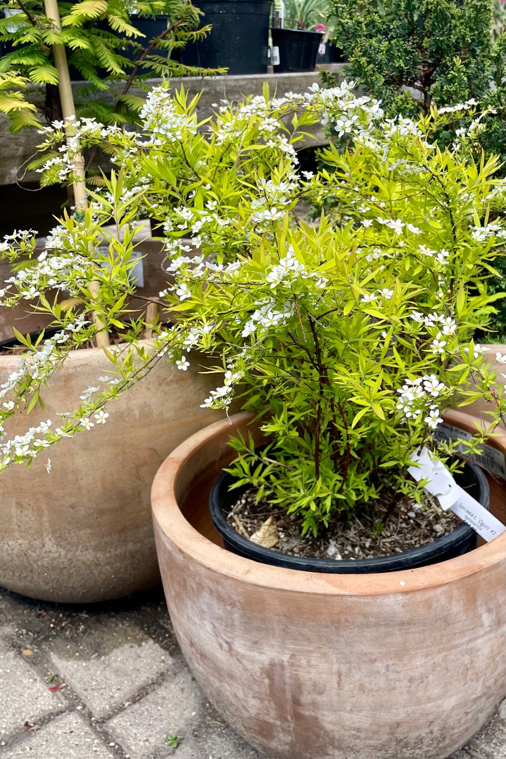 A picture of the white flowers and yellow-green leaves of the Spirea 'Ogon' in a #3 growers pot in the Sprout Home yard the middle of May.  ©Sprout Home
