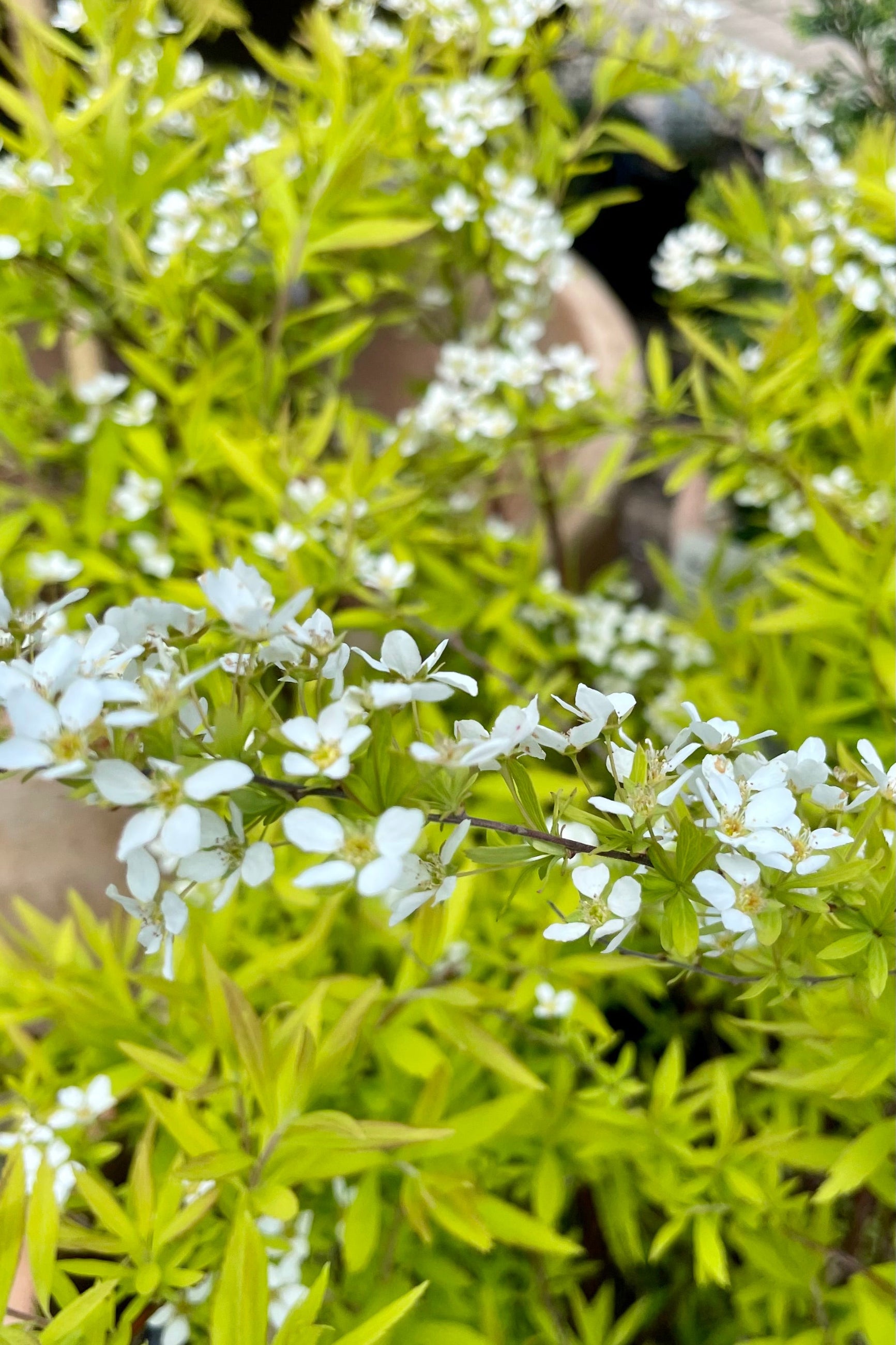A close up picture of the white flowers and yellow-green leaves of the Spirea 'Ogon' in the Sprout Home yard the middle of May.  ©Sprout Home