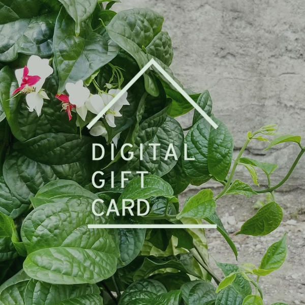 Photo of vining plant against a grey concrete wall with "digital gift card" imposed in Sprout Home's house logo in light green