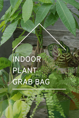 Plant Grab Bag