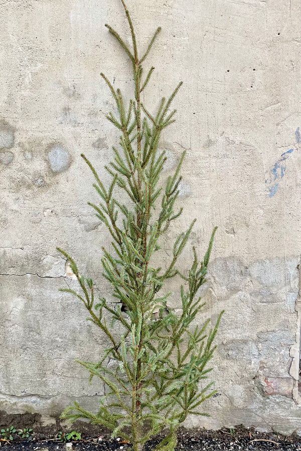 A spruce tree tip against a grey concrete wall. 