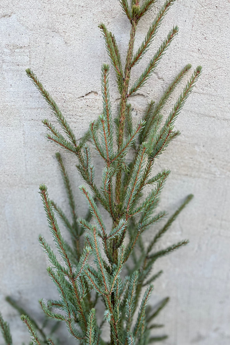 A detail picture of a spruce tree tip showing the blue green needles.