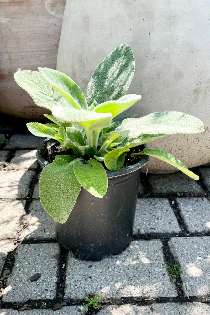 #1 size container of Stachys 'Helen Von Stein' perennial in front of terracotta pots showing the white green fuzzy leaves at Sprout Home in mid June.