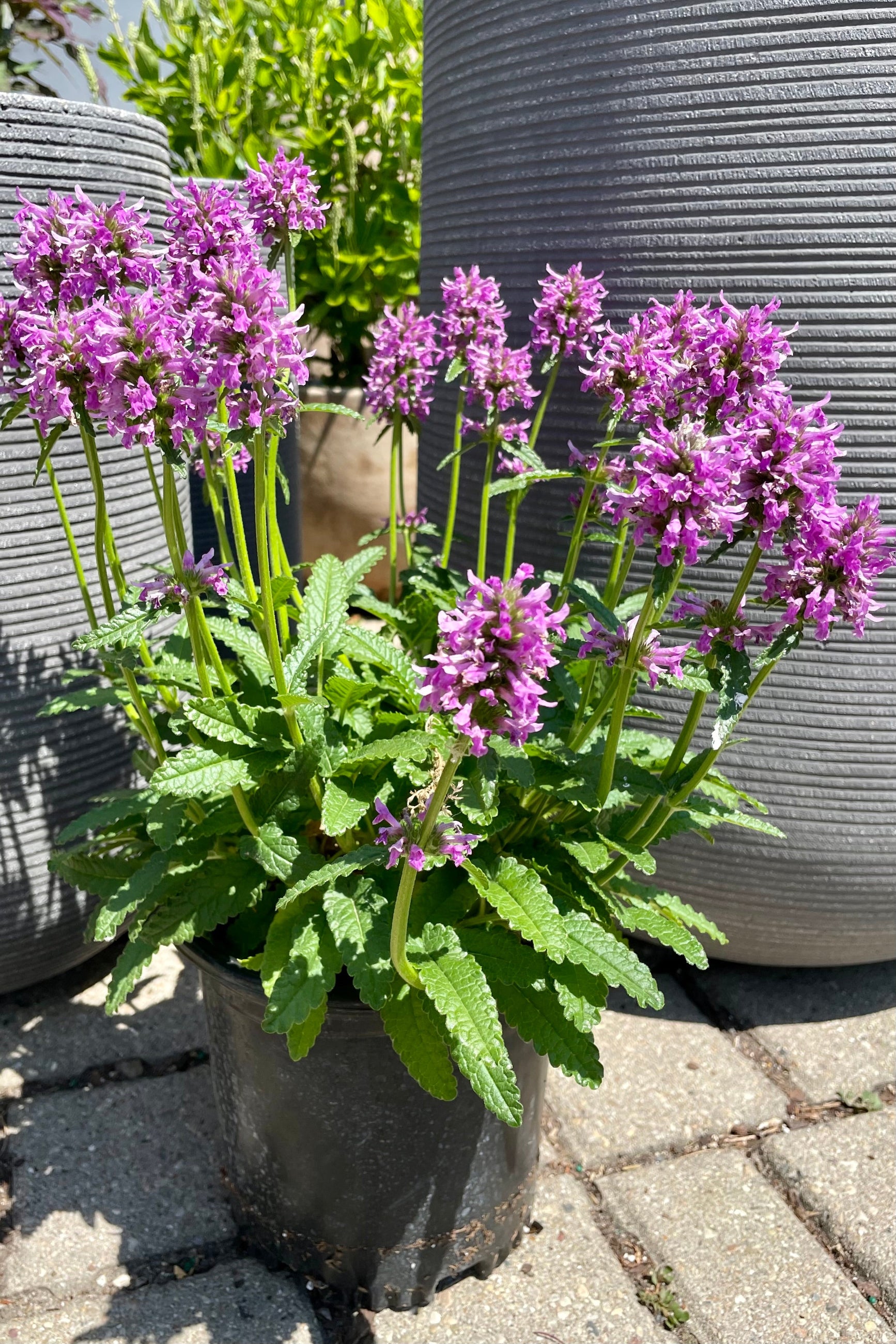 #1 pot size of Stachys densiflora blooming its pink bloom above green serrated foliage the end of June at Sprout Home.  ©Sprout Home
