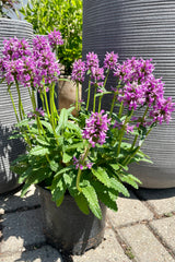 #1 pot size of Stachys densiflora blooming its pink bloom above green serrated foliage the end of June at Sprout Home. 