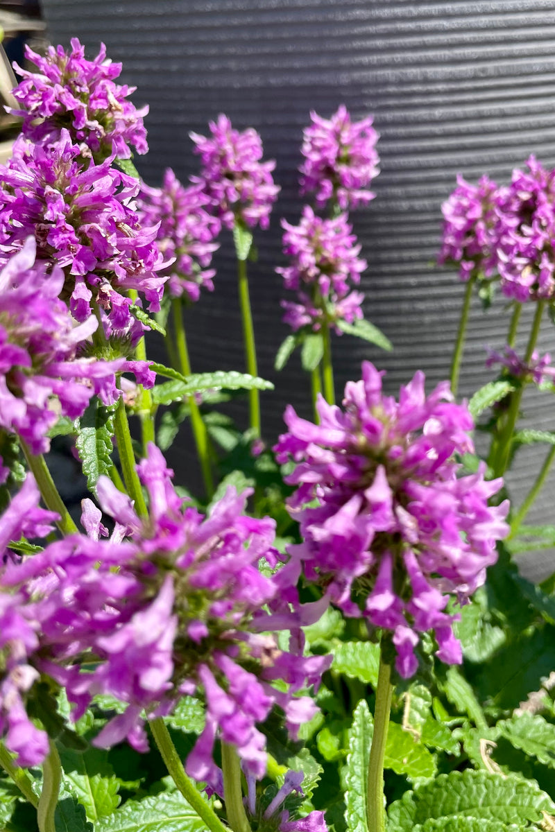 Detail picture of the pink blooms of the Stachys densiflora above the green serrated foliage the end of June at Sprout Home.