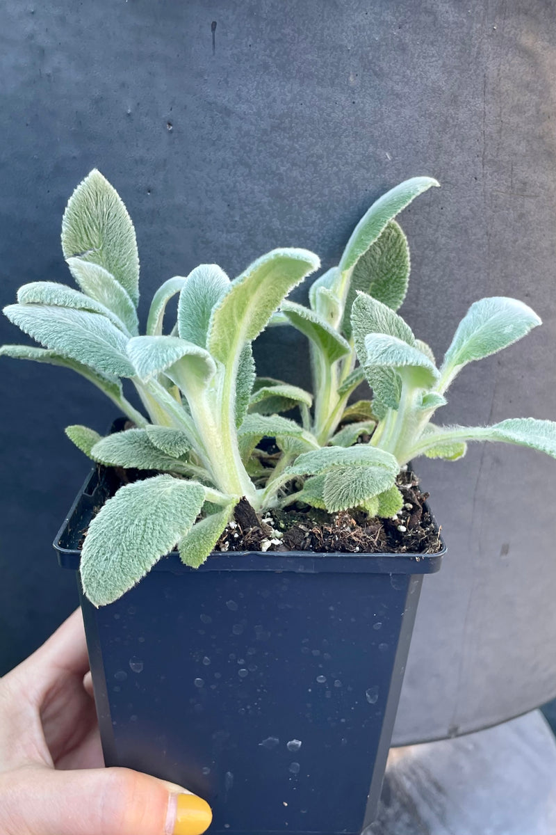 Stachys 'Silver Carpet' in mid April starting to show its fuzzy gray green leaves on a 1qt size.