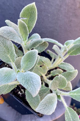 The fuzzy gray green leaves of Stachys 'Silver Carpet in April.