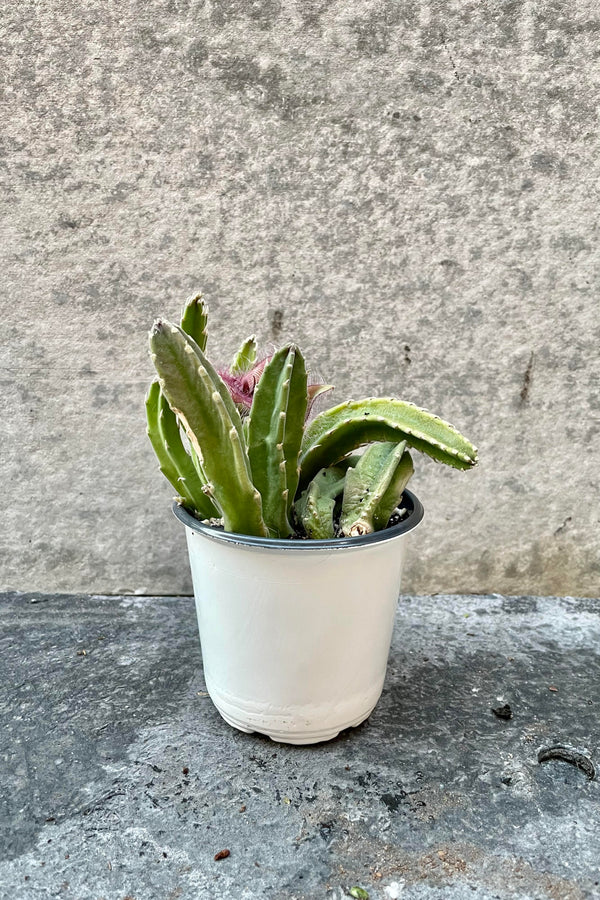 The Stapelia "Carrion Flower" sits against a grey backdrop in its 4 inch growers pot.