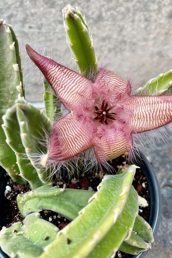 A glimpse at the Stapelia's titular "Carrion Flower"