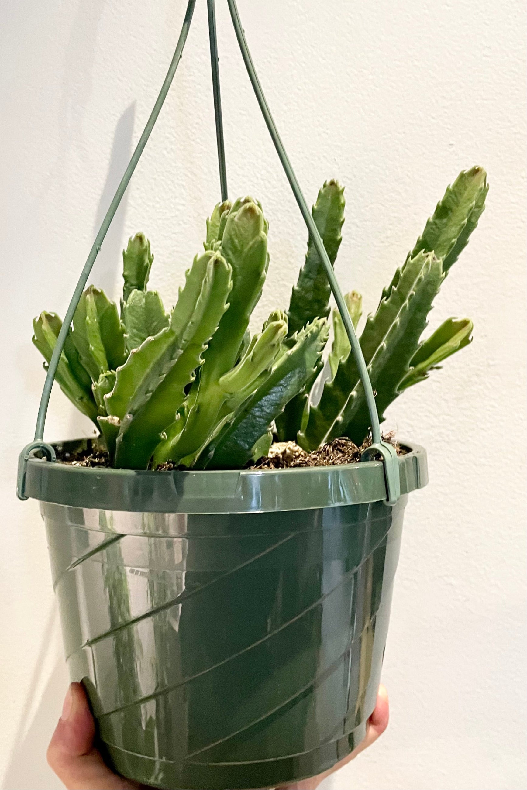 The Stapelia "Carrion Flower" plant in an 8" growers pot against a white wall.  ©Sprout Home