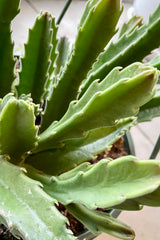 A detailed picture of the succulent limbs of the Stapelia "Carrion Flower" plant.