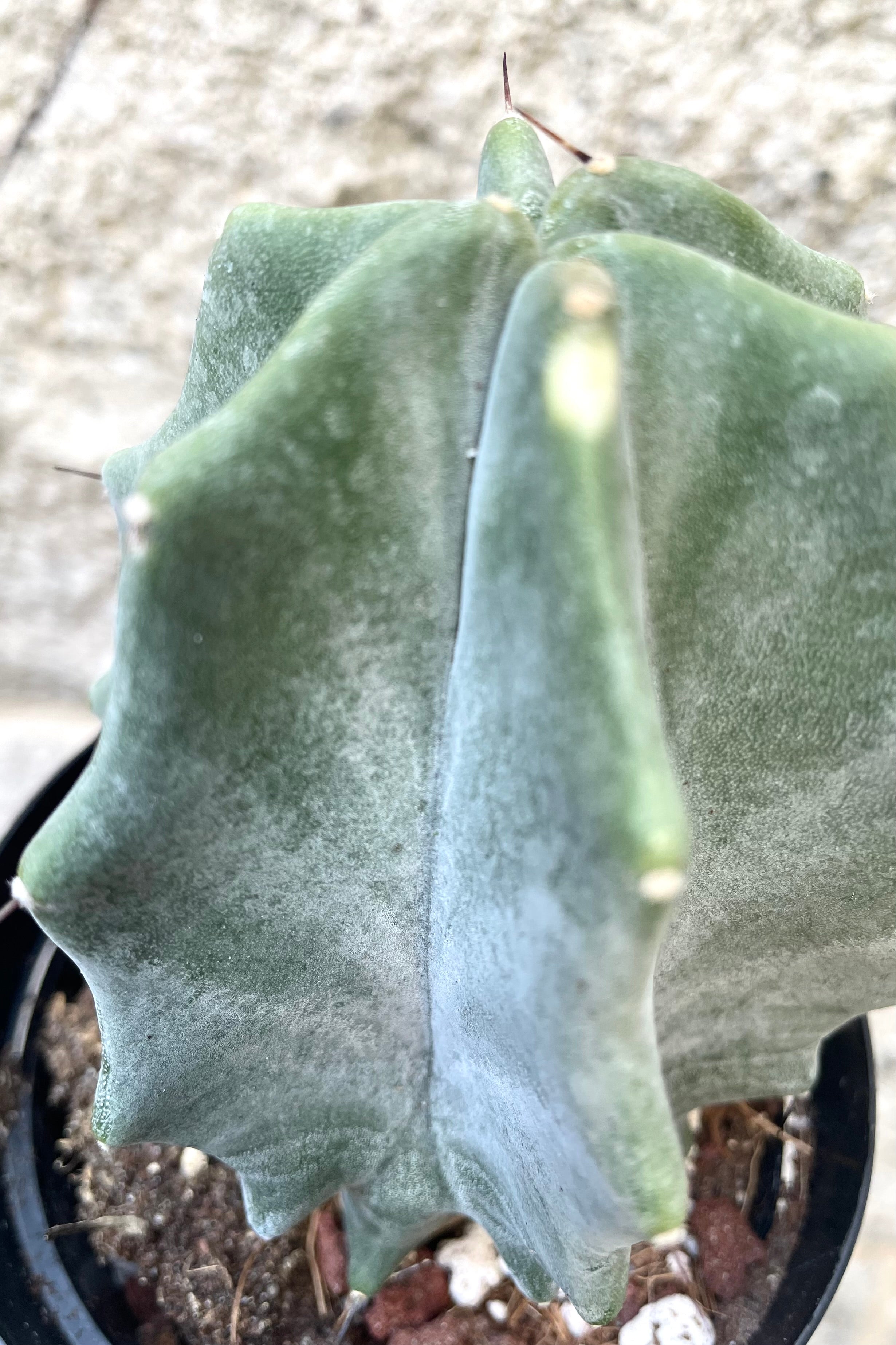 A detailed view of Stenocereus pruinosus3.5" against concrete backdrop