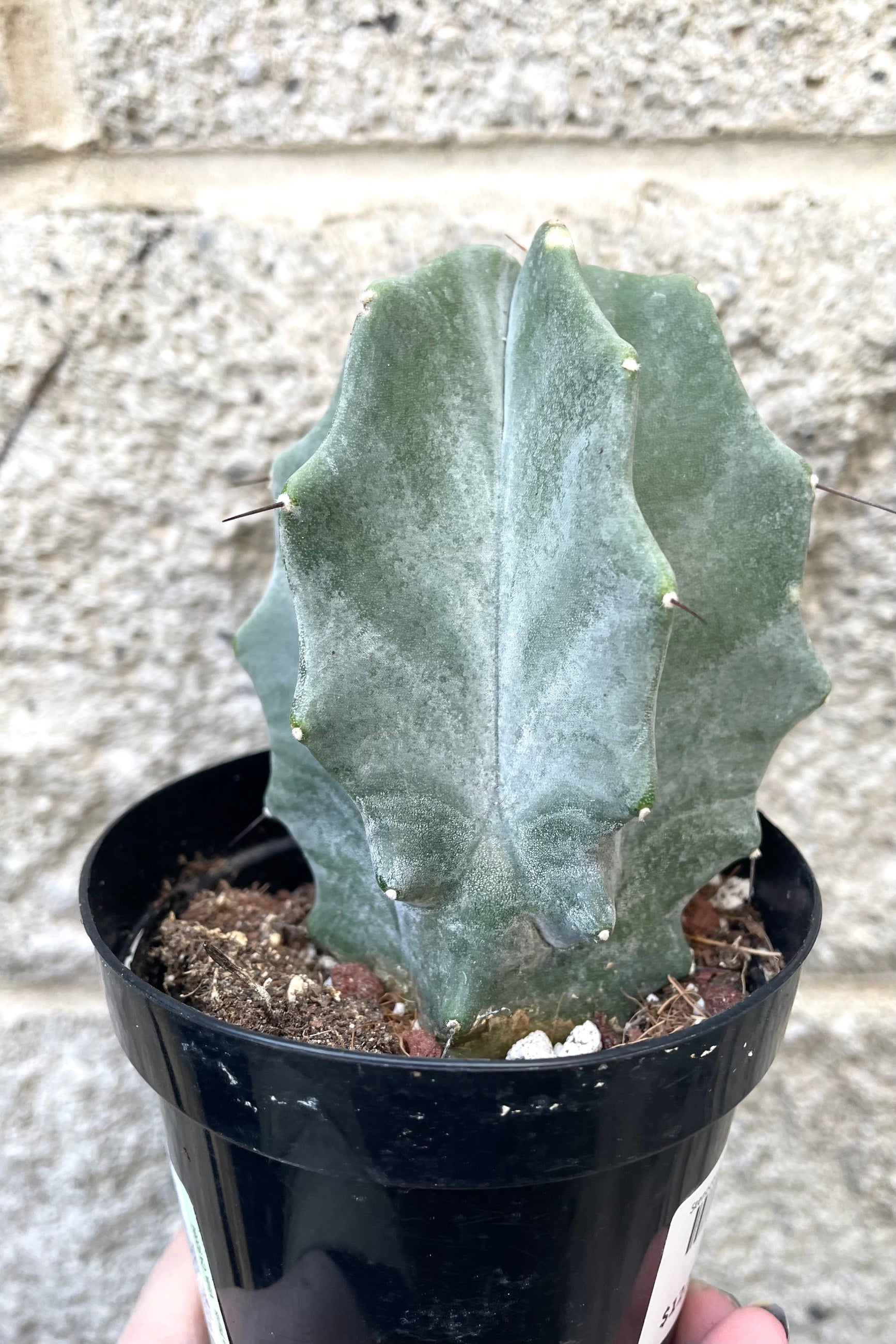 A hand holds Stenocereus pruinosus 3.5" in grow pot against concrete backdrop ©Sprout Home