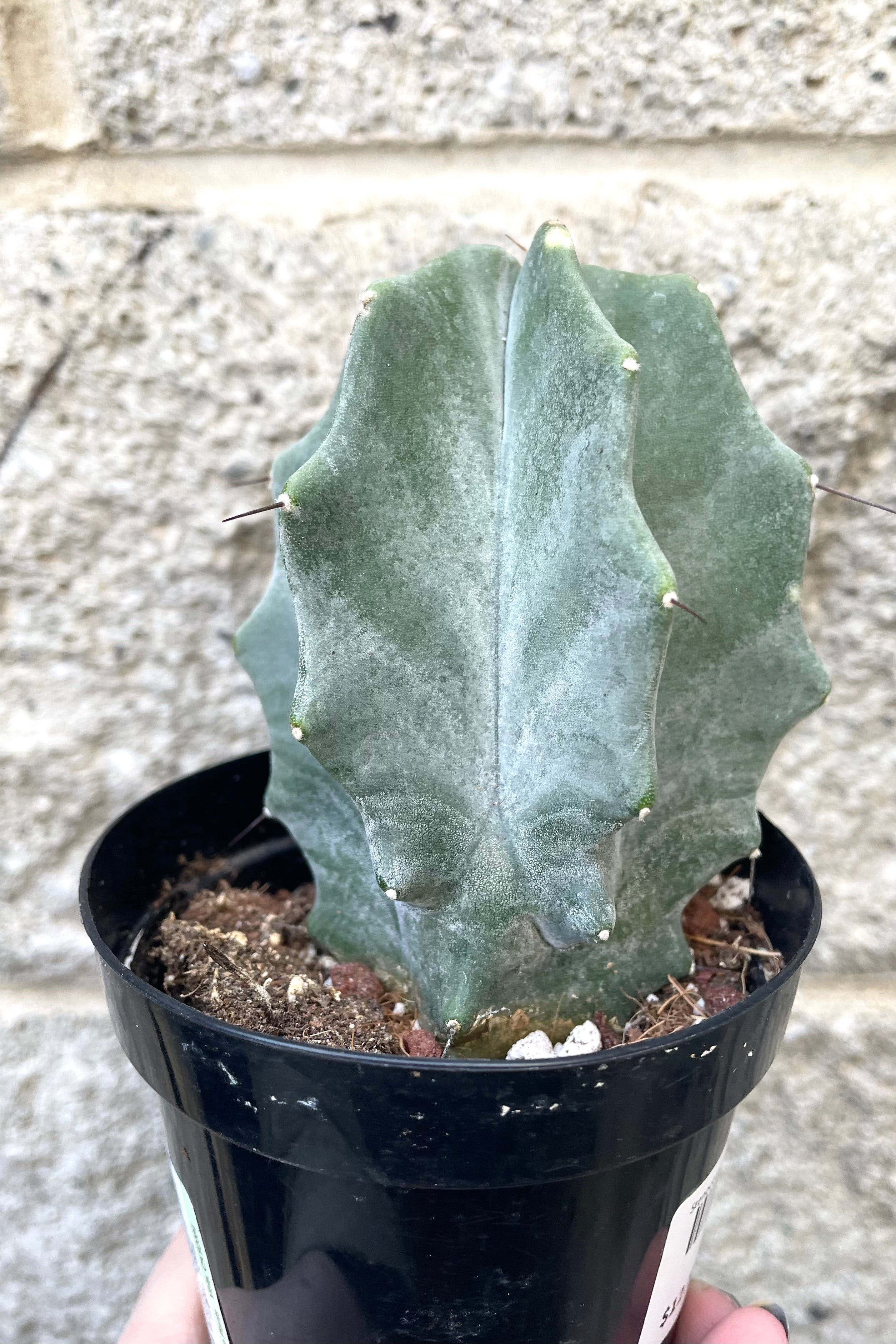 A hand holds Stenocereus pruinosus 3.5" in grow pot against concrete backdrop