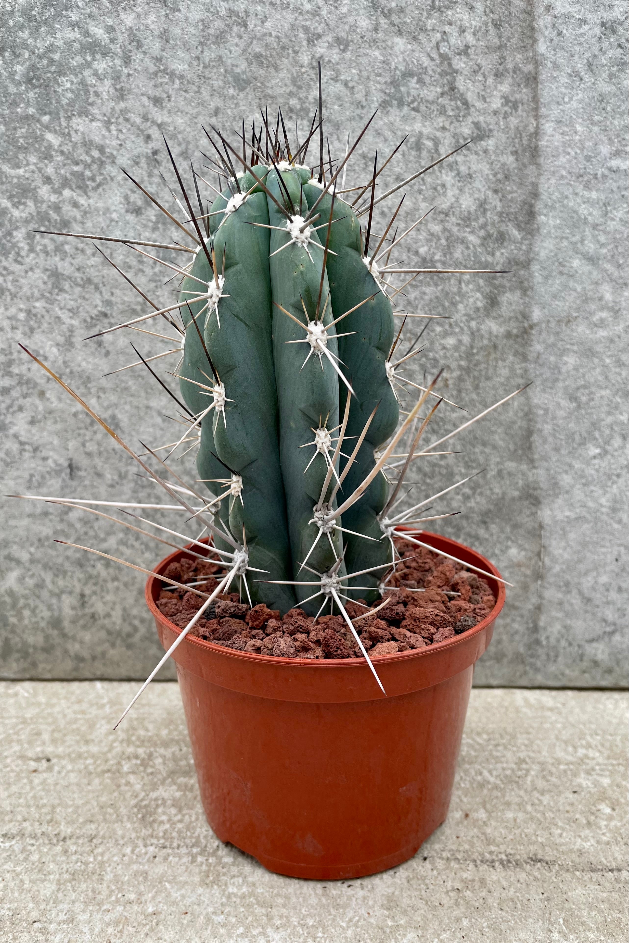 Stetsonia coryne 5" with a orange growers pot against a grey wall
