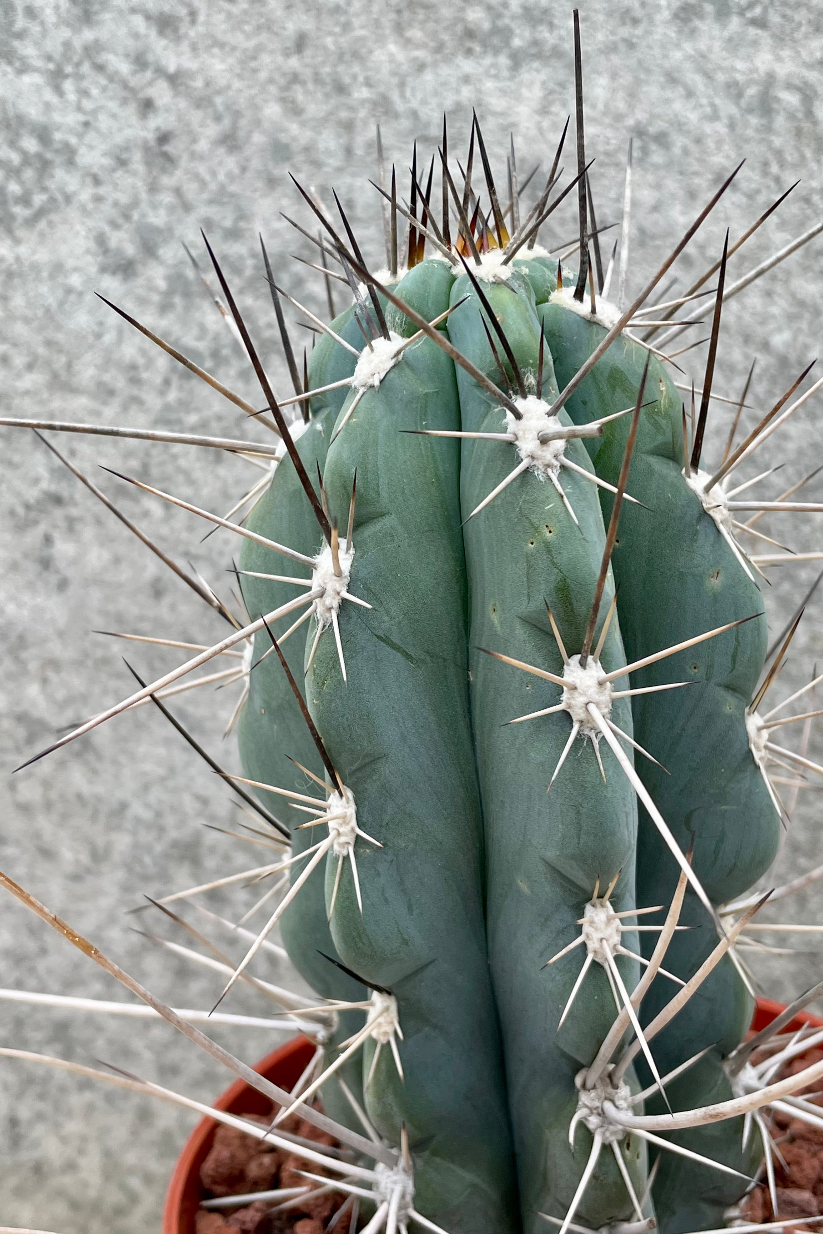 Detail of Stetsonia coryne 5" against a grey wall