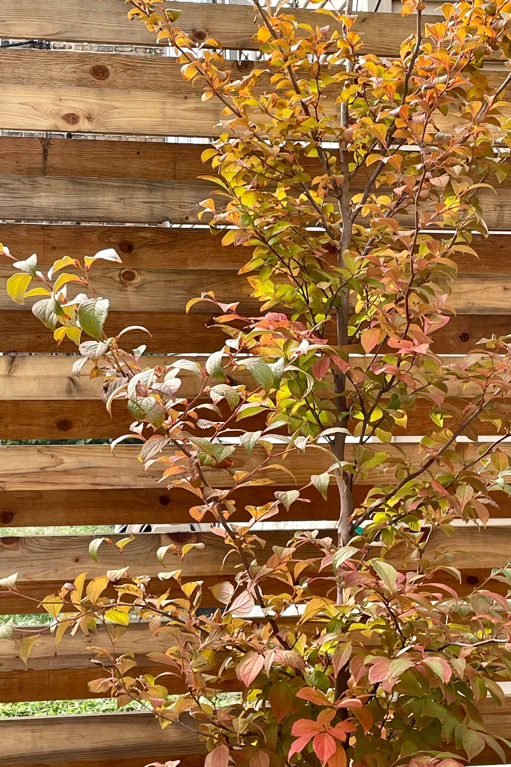 The beautiful auburn yellow fall color on the leaves of a Stewartia tree the middle of October. This plant is not available for purchase online. Please call or visit the store for purchase.&nbsp;