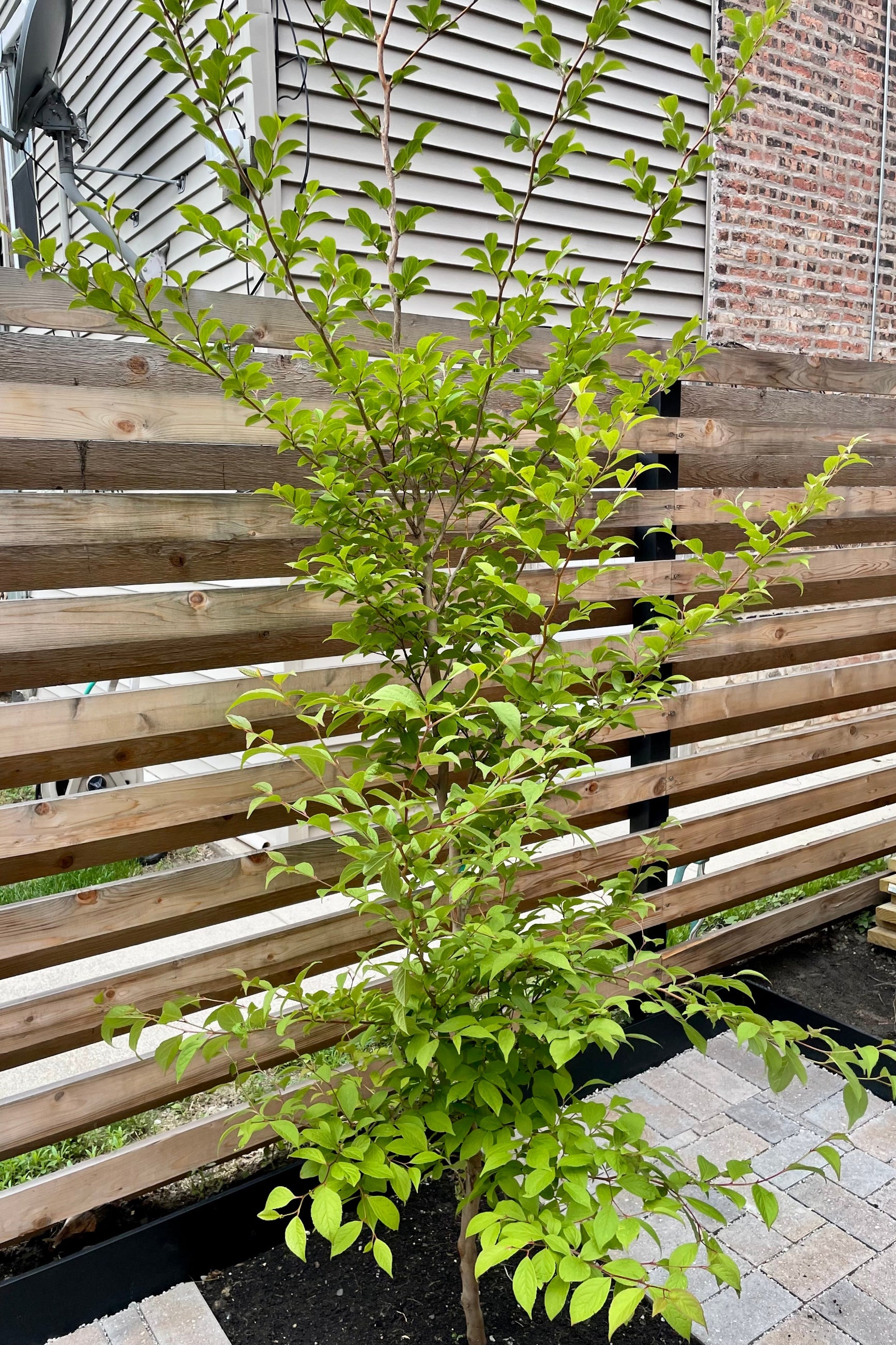 #15 growers pot size of the Stewartia tree planted in the ground in front of a wood fence middle of June from Sprout Home. ©Sprout Home