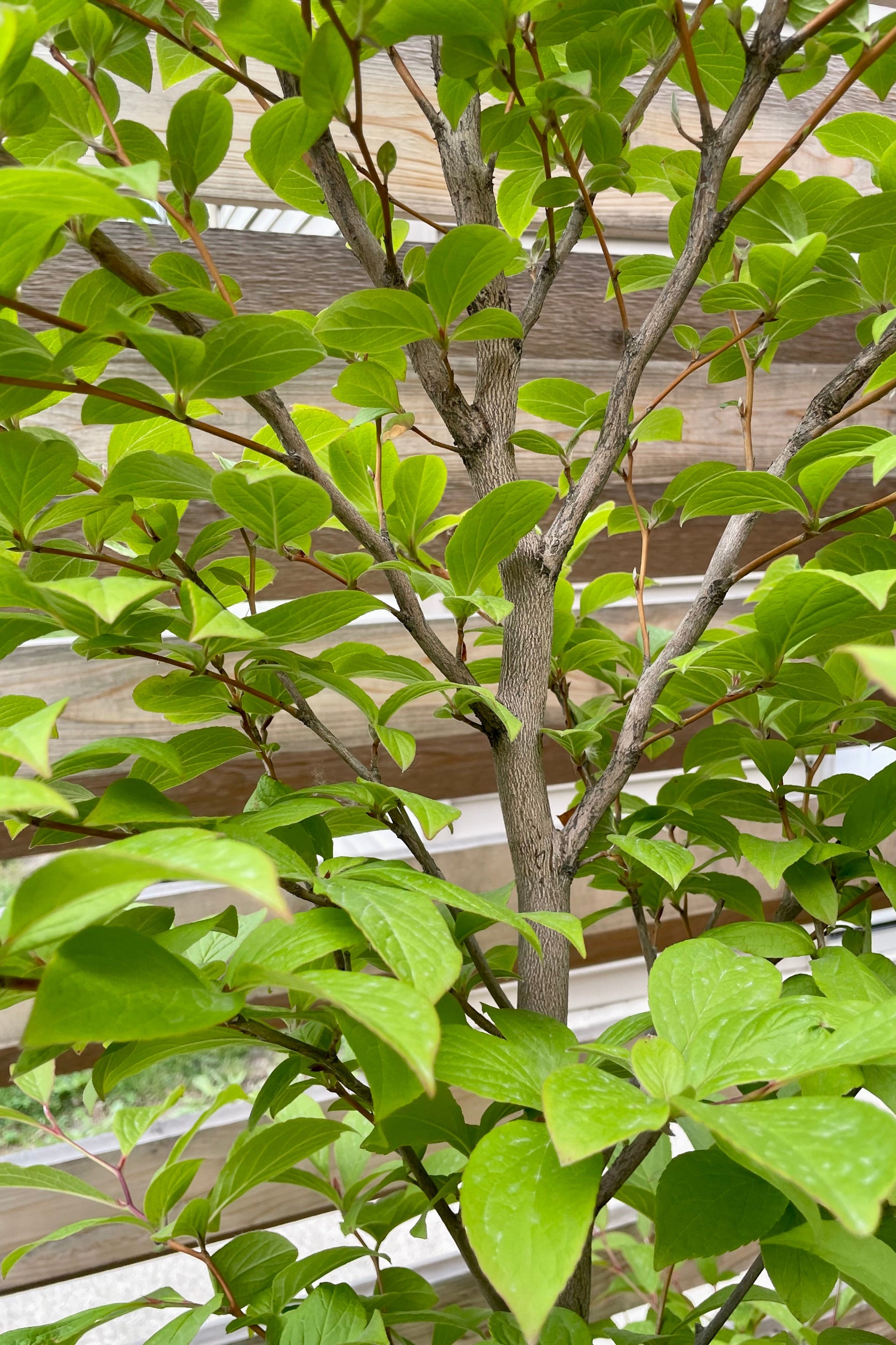 The green leaves detail picture of the Stewartia tree against a wood cedar fence mid June. ©Sprout Home