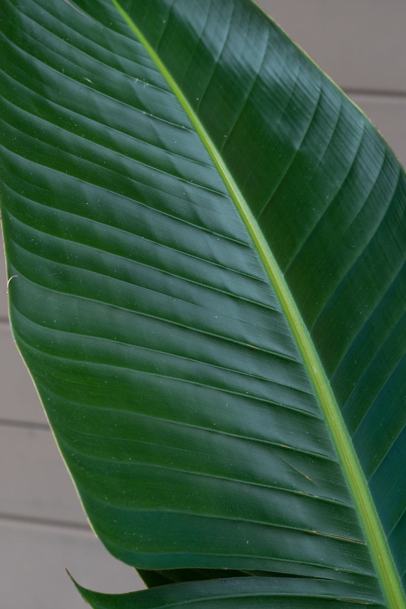 Close up of Strelitzia nicolai "White Bird of Paradise" leaf