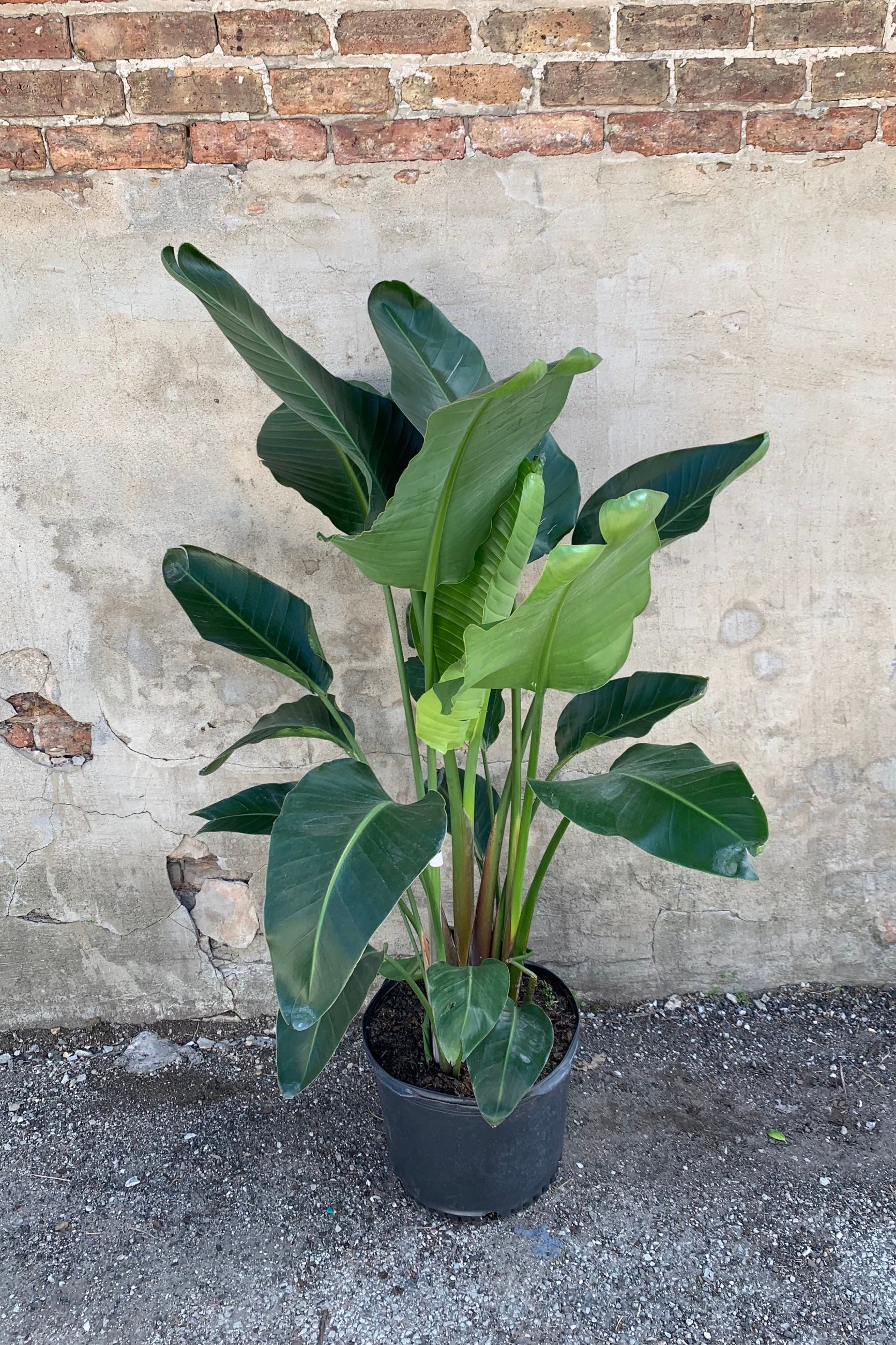 Stelitzia against a concrete wall ©Sprout Home