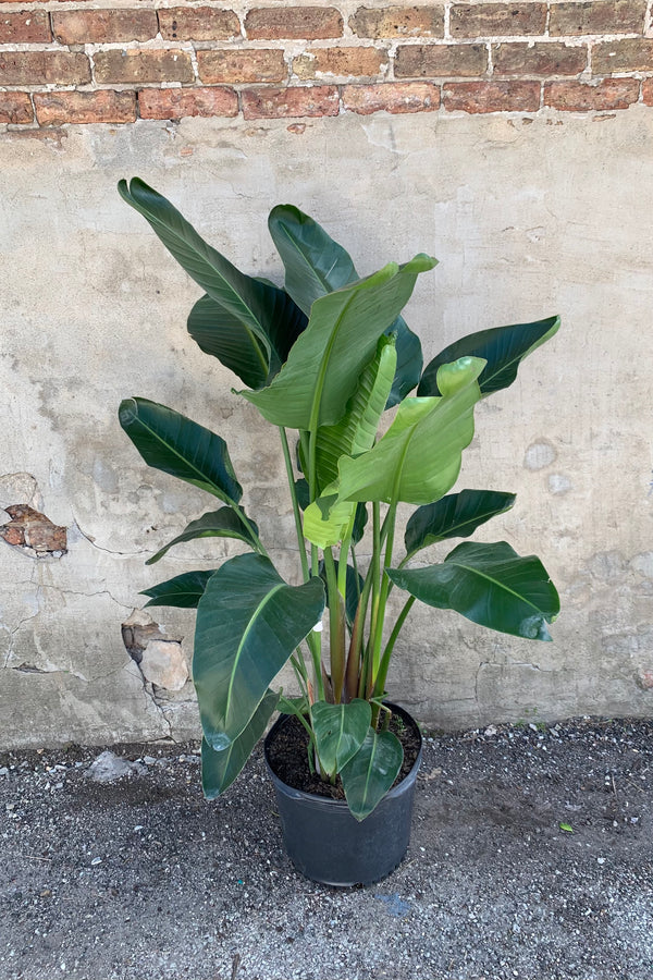 Strelitzia nicolai "White bird of Paradise" 14”