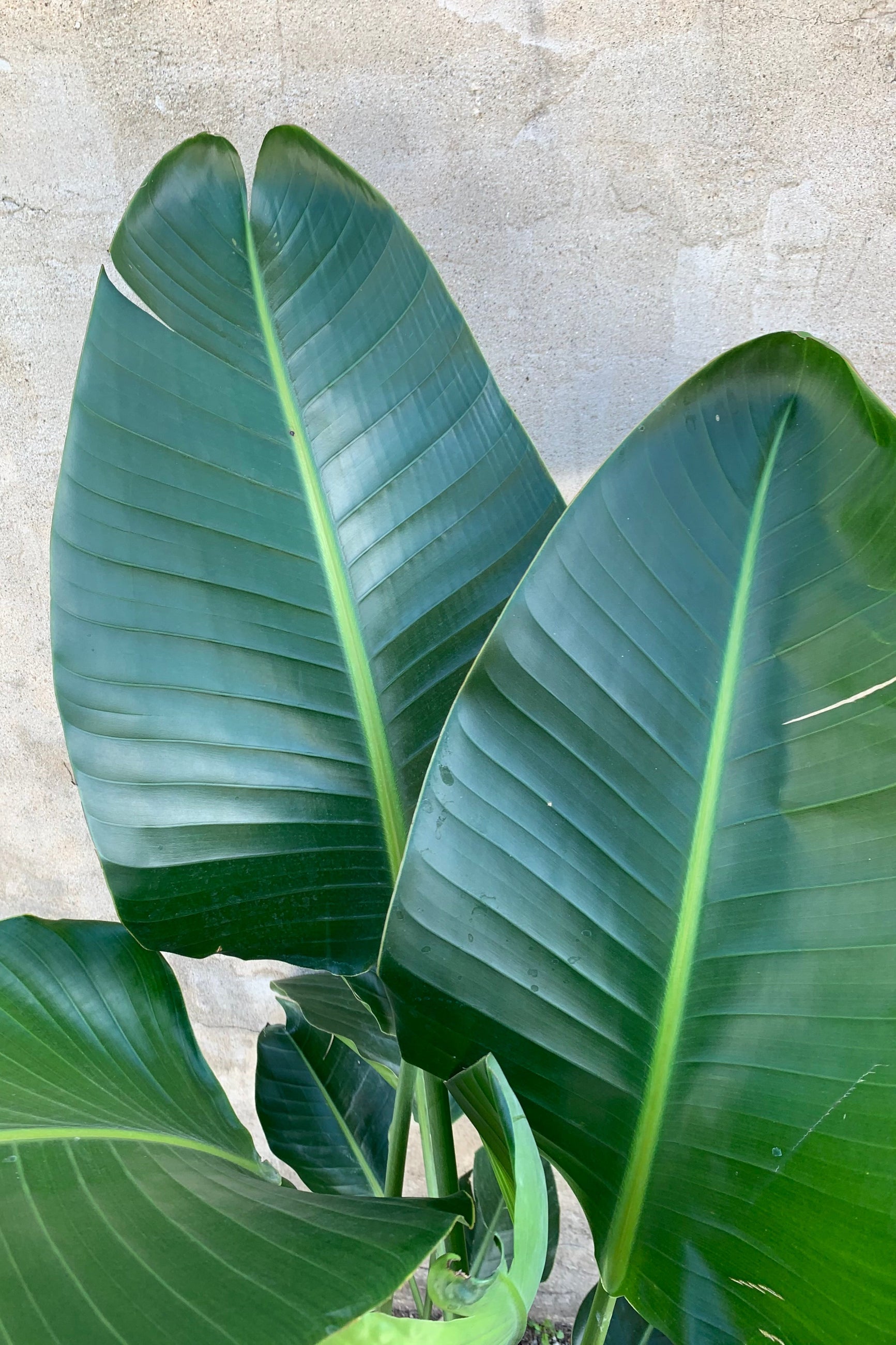 Large green leaves of Strelitzia nicolai plant against a neutral background. ©Sprout Home