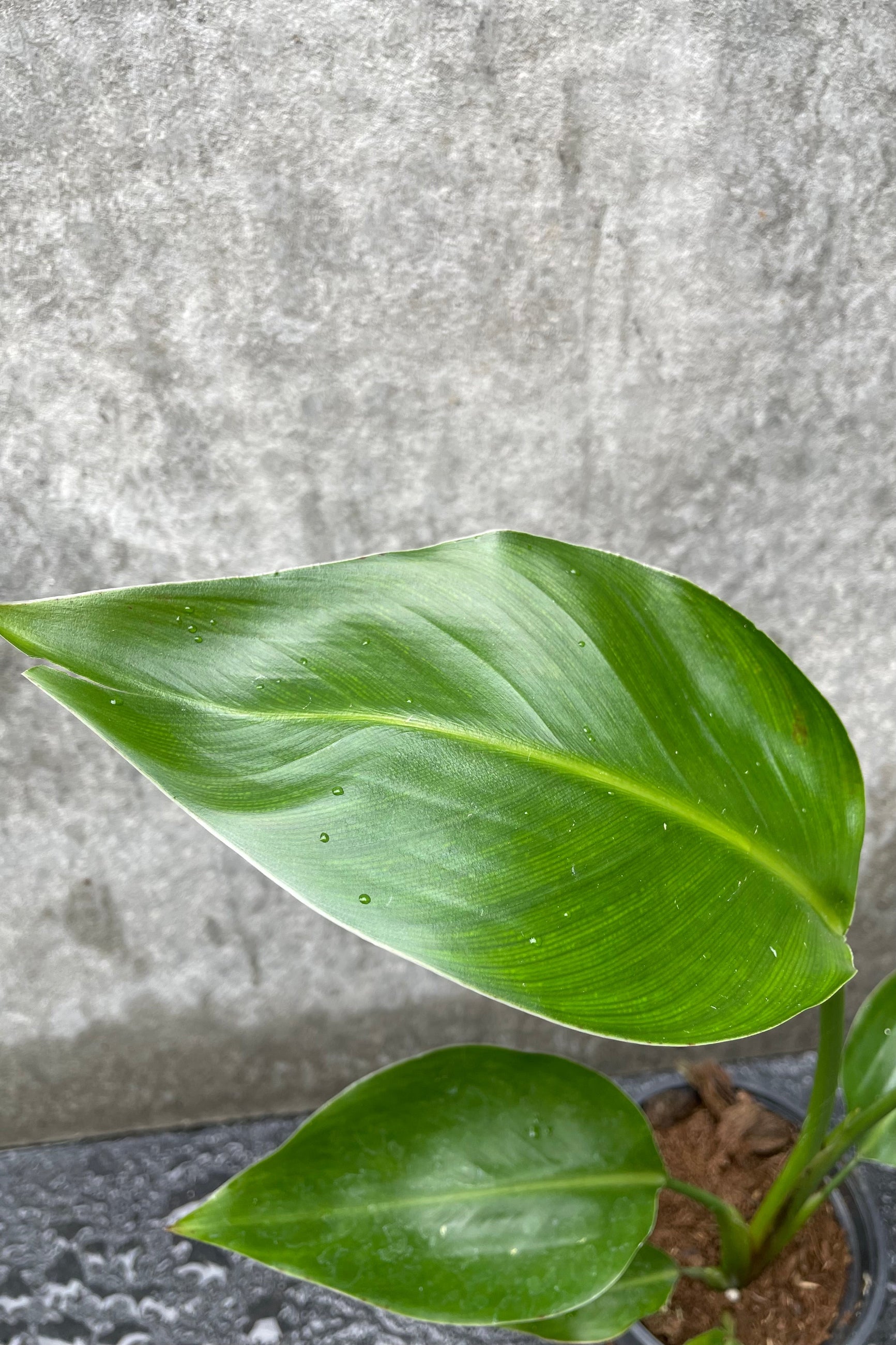 Close up of Strelitzia nicolai "White Bird of Paradise" leaves ©Sprout Home