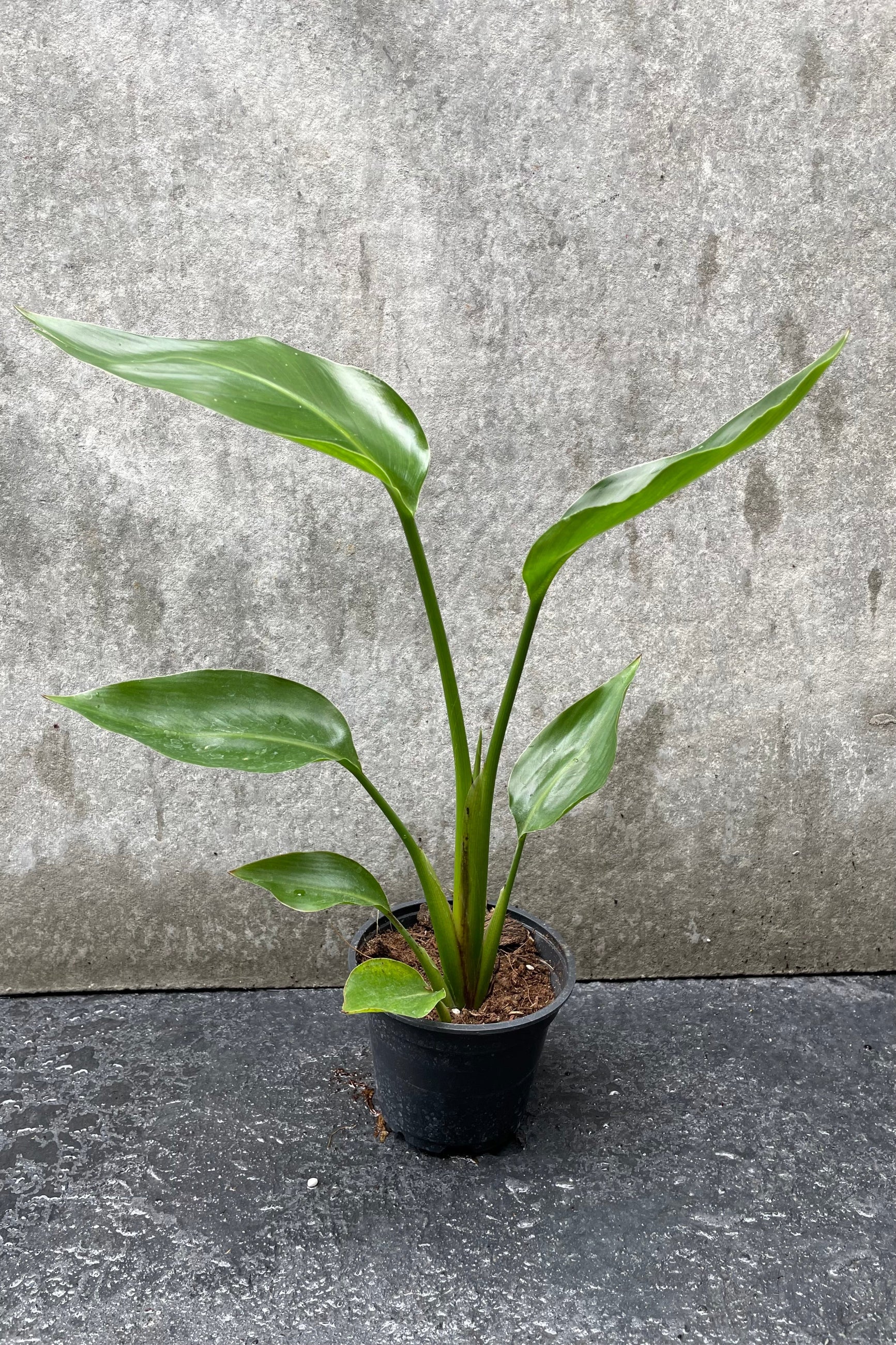 Strelitzia nicolai "White Bird of Paradise" in grow pot in front of grey background ©Sprout Home