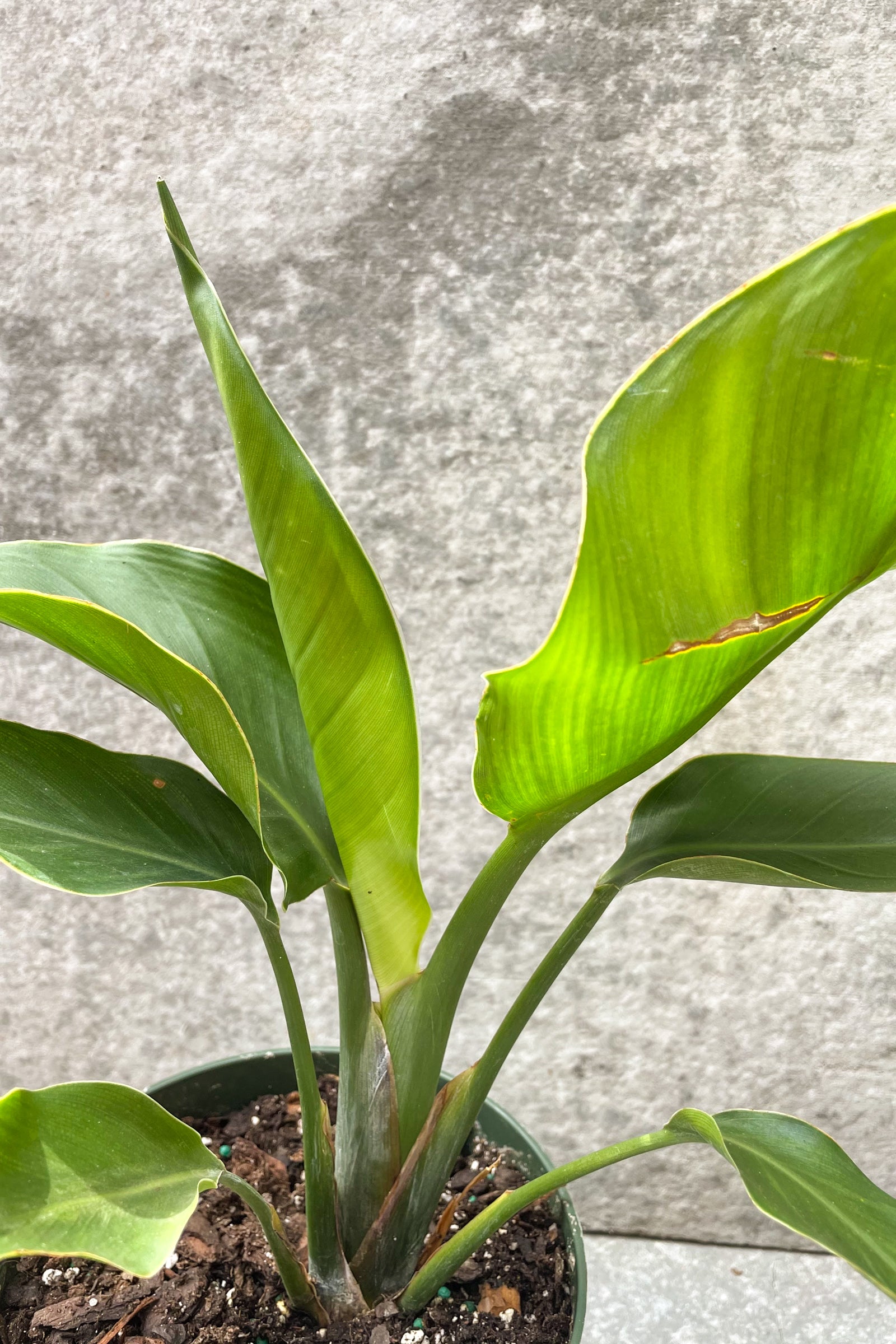 Close up of Strelitzia nicolai 'Bird of Paradise' leaves ©Sprout Home