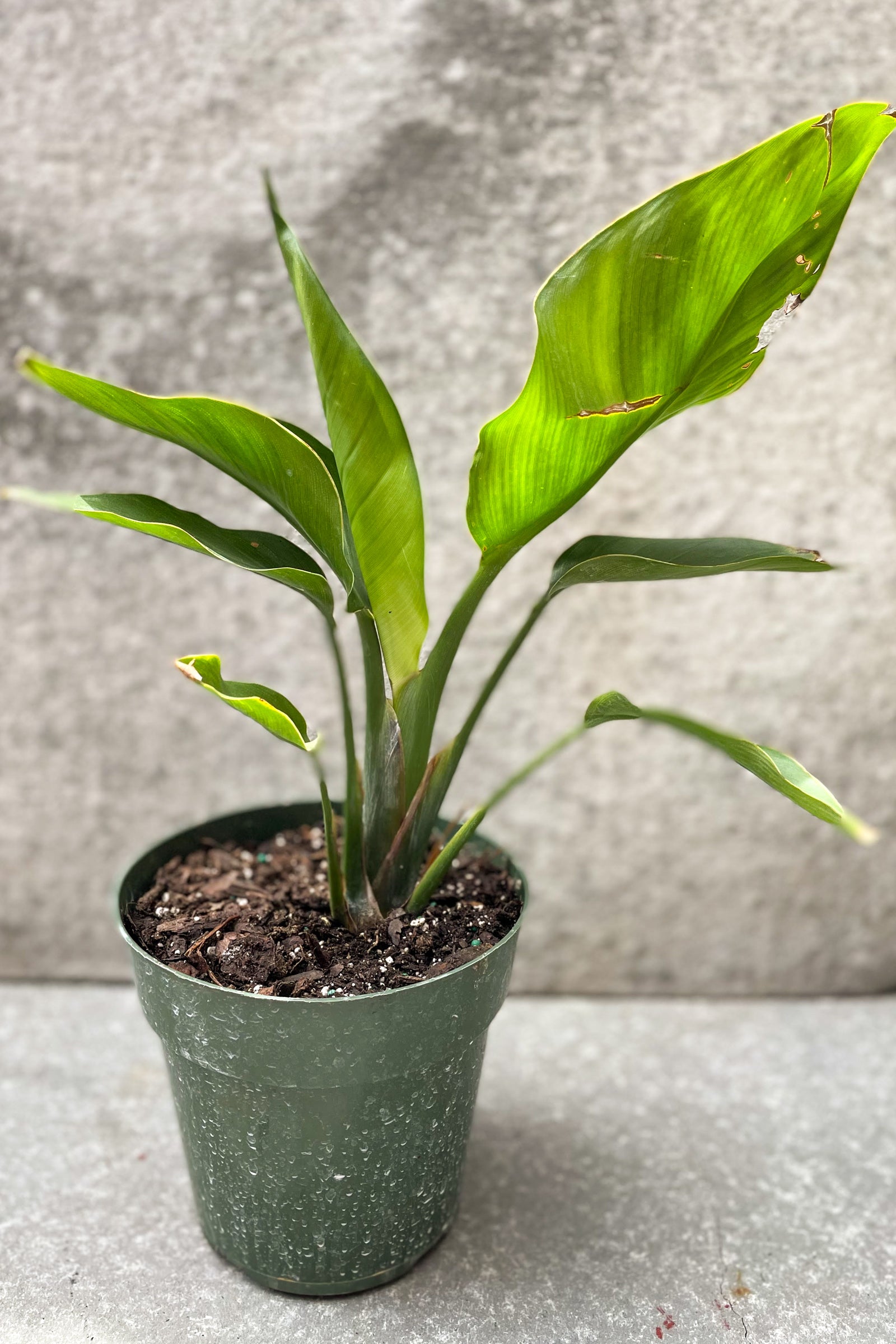 Strelitzia nicolai "Bird of Paradise" in 6 inch pot against grey background ©Sprout Home
