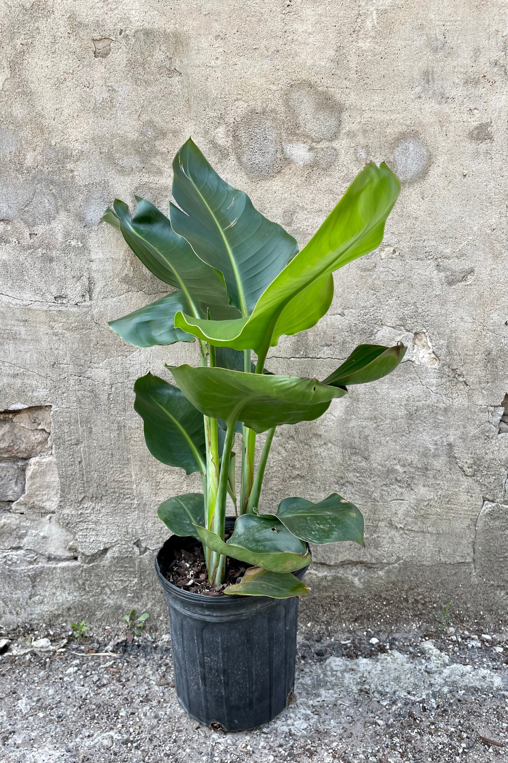 The Strelitzia nicolai "White Bird of Paradise" 8" sits against a white wall ©Sprout Home