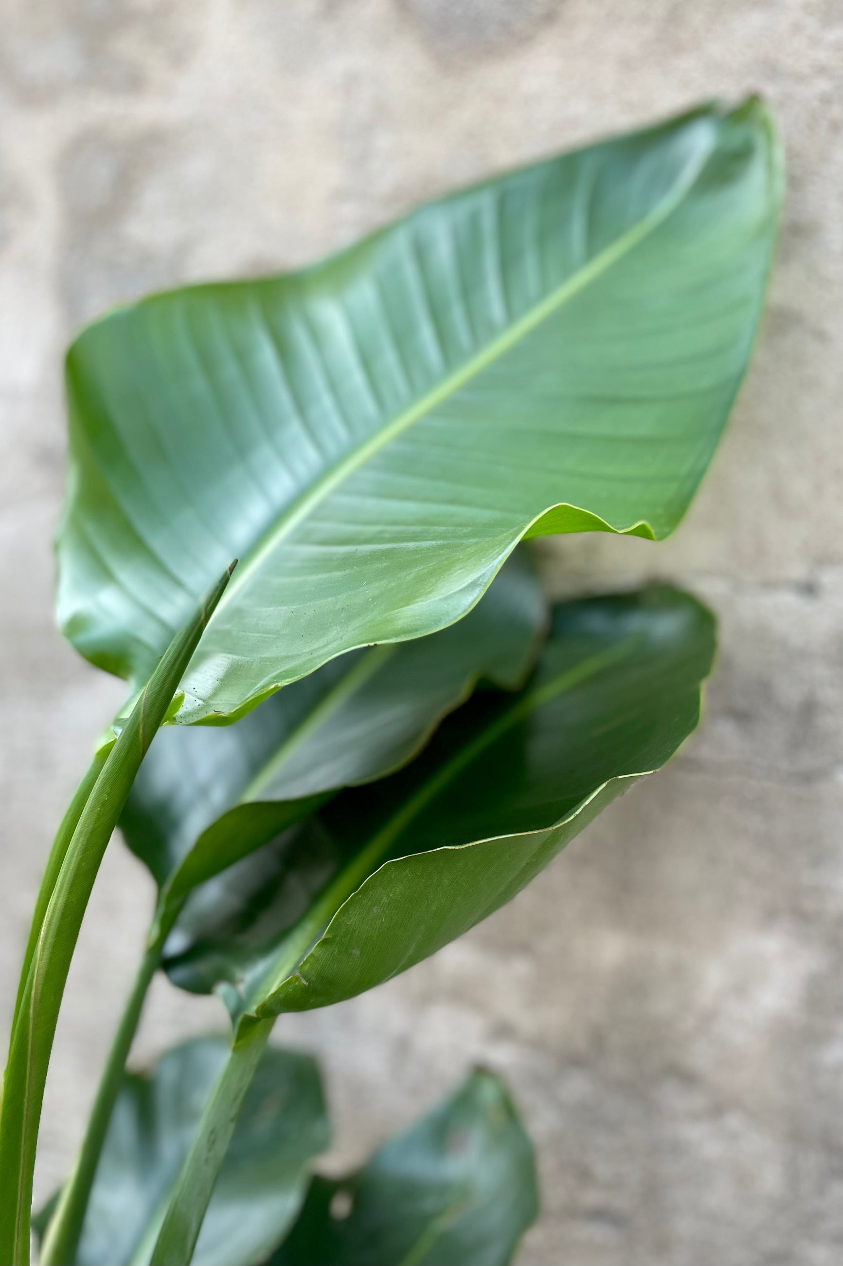 A detailed look at the Strelitzia nicolai "White Bird of Paradise" 8". ©Sprout Home