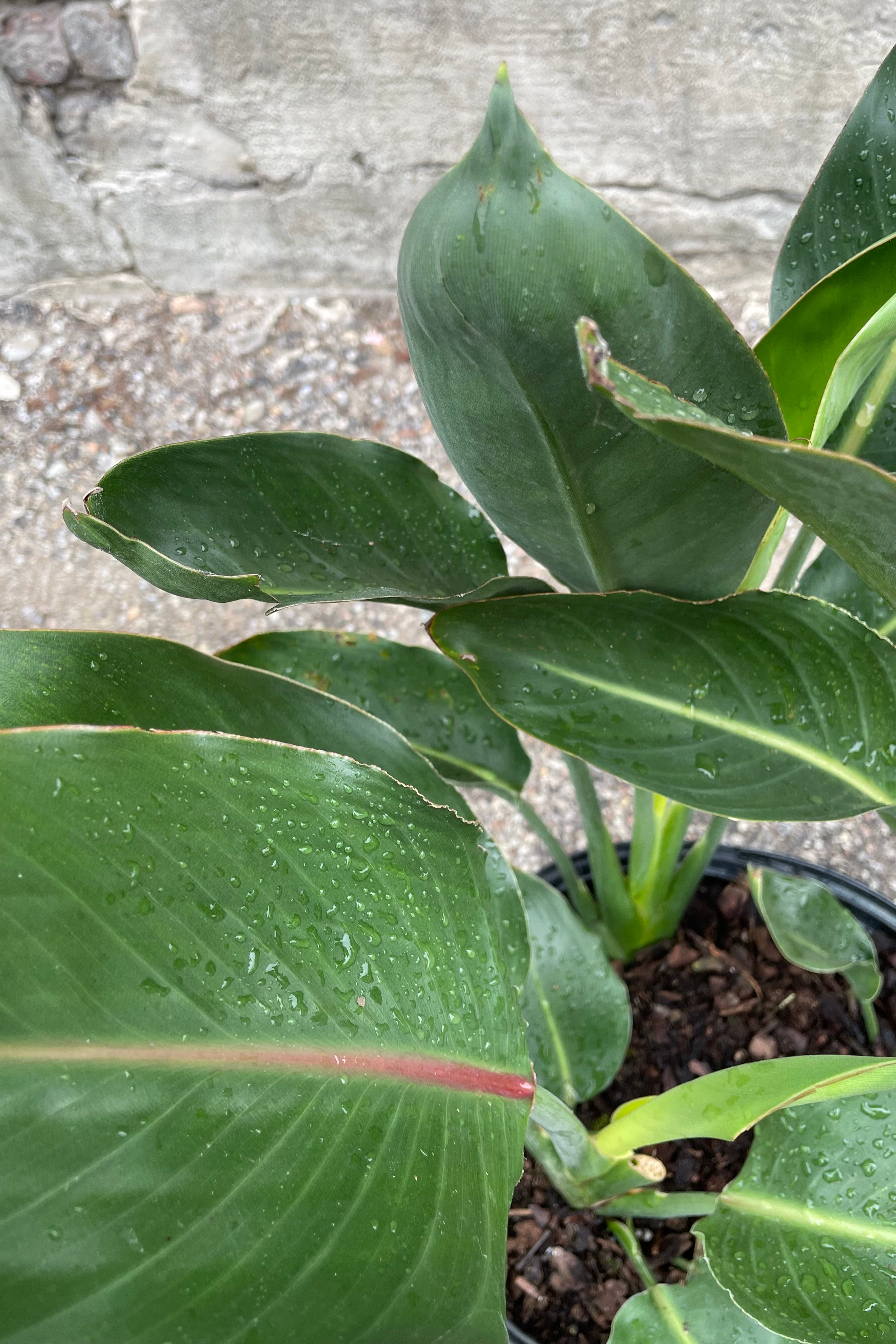 Close up of Strelitzia reginae foliage in front of concrete wall
