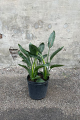 Strelitzia reginae in grow pot in front of concrete wall