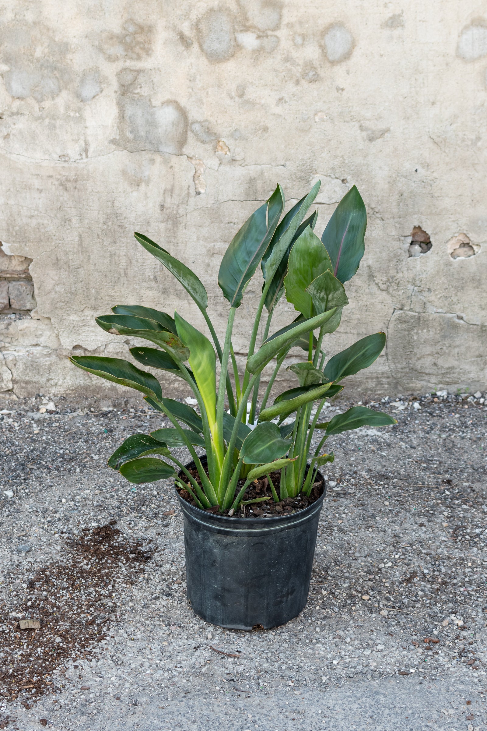 Large Strelitzia reginae 'Mendelas Gold' in front of concrete wall