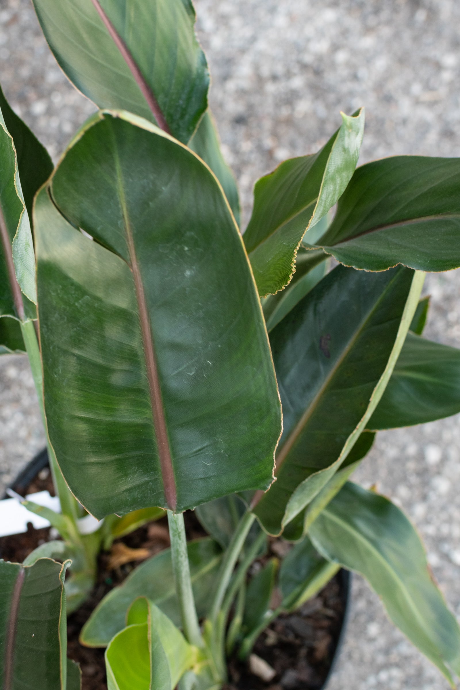 Close up of Strelitzia reginae 'Mendelas Gold' leaves