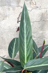 A detailed view of the leaves on Stromanthe sanguinea 8" against concrete backdrop