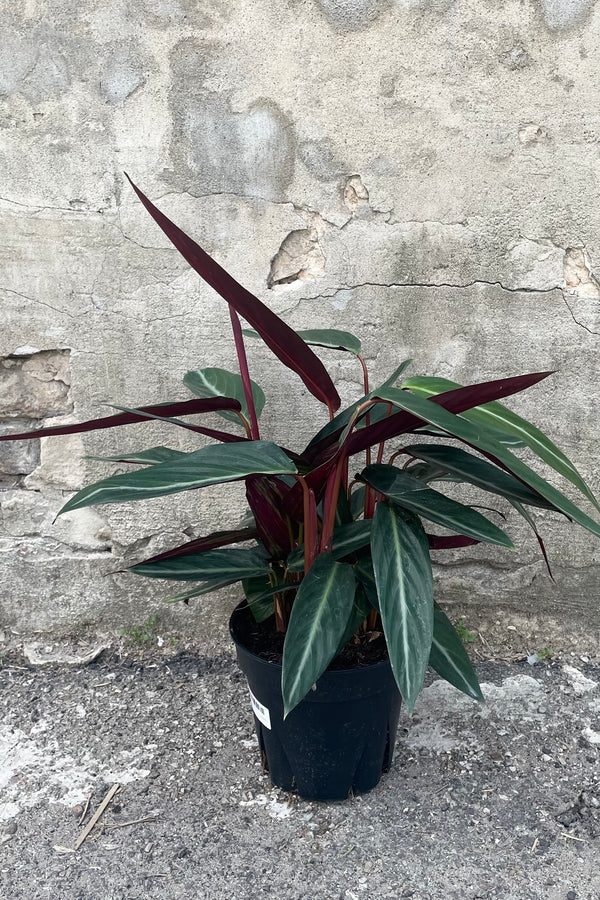 A full view of Stromanthe sanguinea 8" in grow pot against concrete backdrop