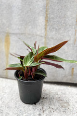 Stromanthe sanguinea 'Magic Star' 4" in front of grey background