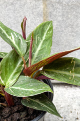 Close up of Stromanthe sanguinea 'Magic Star' leaves