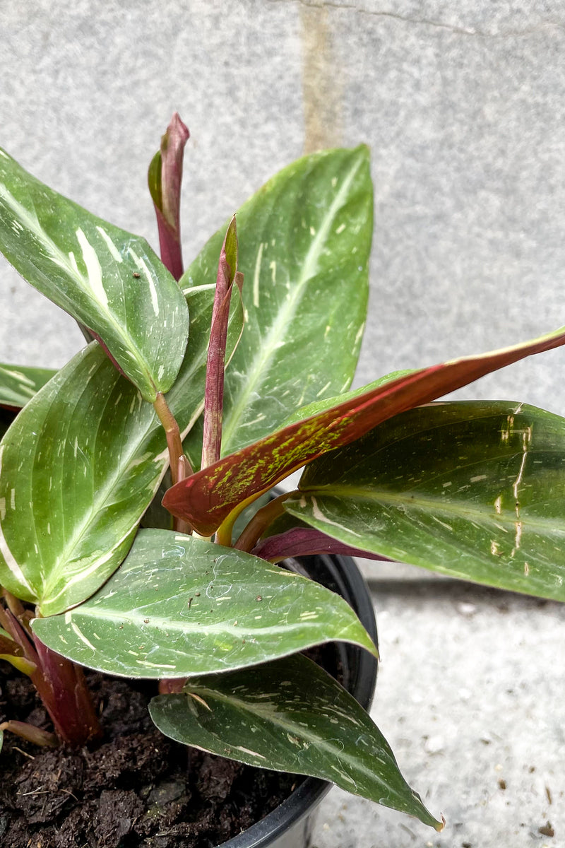 Close up of Stromanthe sanguinea 'Magic Star' leaves