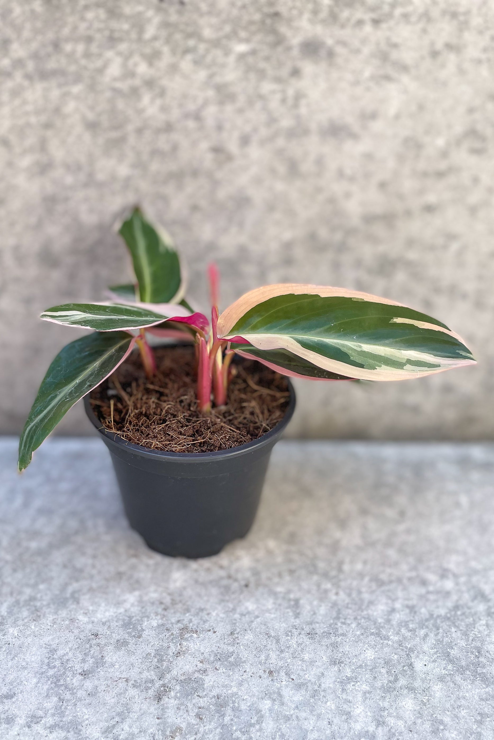 Stromanthe sanguinea 'Triostar' in grow pot in front of grey background