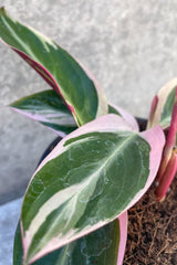 Close up of Stromanthe sanguinea 'Triostar' leaves