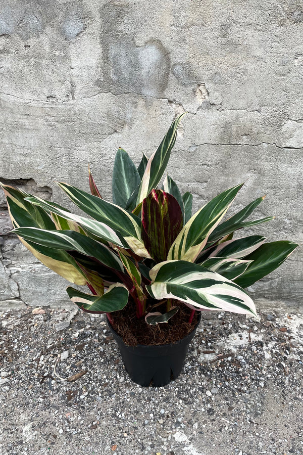 Stromanthe sanguinea 'Triostar' in grow pot in front of concrete wall