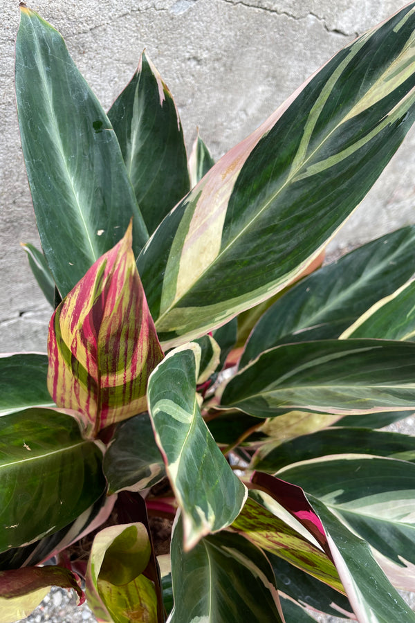 Close up of Stromanthe sanguinea 'Triostar' foliage