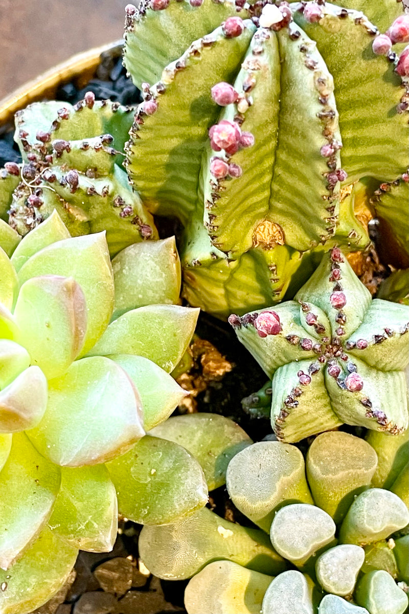 a grouping of various succulents planted together at Sprout Home. 