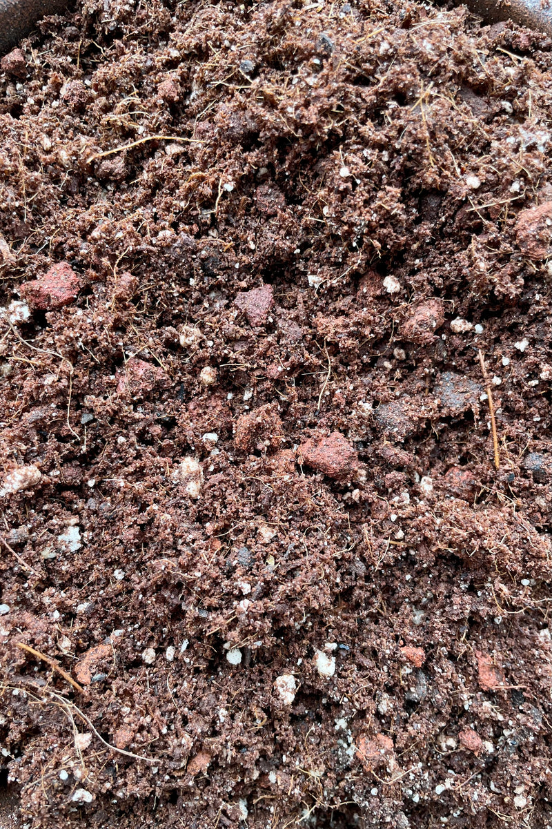 A close up picture of a special succulent blend potting mix at Sprout Home.